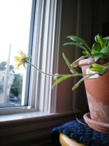 Yellow Daisy stretching to window