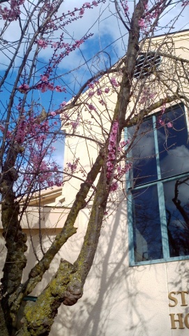 Cherry Blossoms at Housing Department